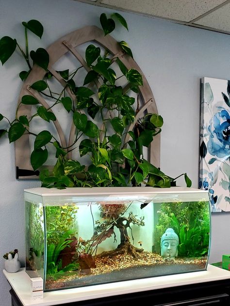 Fluval Flex 32.5, Plants Above Fish Tank, Aquaponic Fish Tank, 5 Gallon Terrarium Ideas, Pothos Fish Tank, Bowfront Aquarium Ideas, 60 Gallon Fish Tank Ideas, Boho Aquarium, Fluval Flex Aquascaping