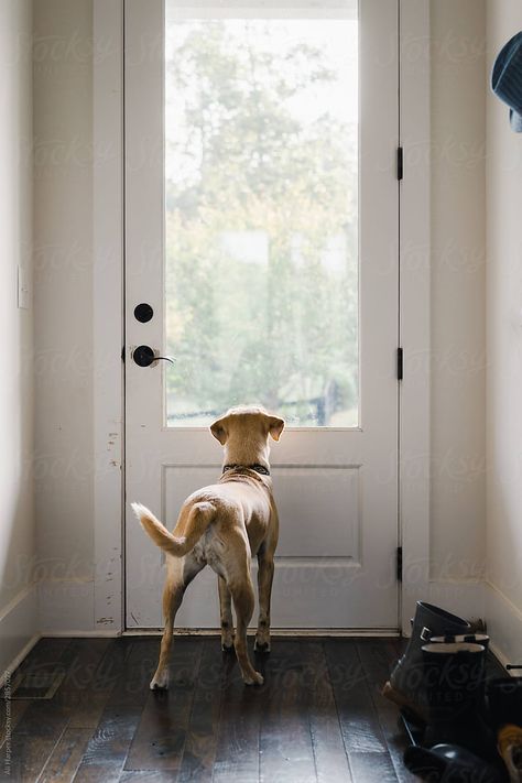 Dogs Waiting For Owner, Walking The Dog Illustration, Dog Waiting For Owner, Dog Looking Out Window, Archway Design, Looking Out Window, Dog Window, Dog Waiting, Waiting Patiently