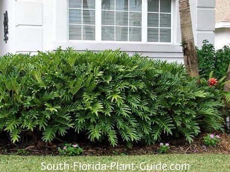 Xanadu philodendron growing as a foundation plant Xanadu Philodendron, Philodendron Xanadu, Woodland Landscape, Florida Landscape, Florida Landscaping, Florida Plants, Florida Gardening, Front Landscaping, Fence Landscaping