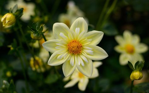 Dahlia Yellow Flowers High Quality Flower Wallpaper For Desktop Computers Hd Wallpapers For 4k Ultra Hd Tv 3840×2400 White Flower Wallpaper, 4k Ultra Hd Wallpapers, Flower Desktop Wallpaper, Spring Desktop Wallpaper, Hd Flower Wallpaper, Hd Wallpapers For Laptop, Wallpaper For Desktop, Flower Background Images, 4k Wallpapers For Pc