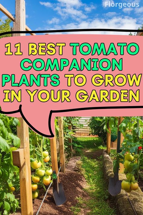 Tomato Companion Plants Borage Companion Planting, Companion Herbs, Tomato Companion Plants, Garlic Carrots, Companion Plants, Plants To Grow, Pest Management, Tomato Garden, Companion Planting