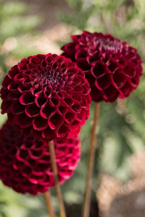 Dark Red Dahlia, Dark Dahlia, Roses And Dahlias, Red Dahlias, Red Dahlia, Dahlias Garden, Garden Bulbs, Cut Flower Garden, Spring Plants