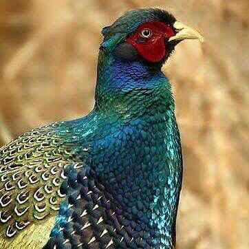 Beautiful Japanese green pheasant Green Pheasant Japan, Green Pheasant, Art Sources, Chicken Feeders, National Animal, Game Birds, Japan Culture, Partridge, Pheasant