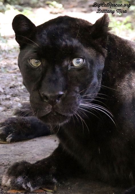 Good morning Big Cat Rescue Friends! ☀️ Handsome Jinx Leopard is happy to announce it is Whiskers Wednesday! Have a wonderful day everyone! #GoodMorning #BigCats #BigCatRescue #Rescue #Leopard #WhiskersWednesday #Nature #Wildlife #Tiger #CaroleBaskin Big Cat Rescue, Nature Wildlife, Big Cat, Cat Rescue, Big Cats, Wild Cats, Animal Photography, Tigers, Good Morning