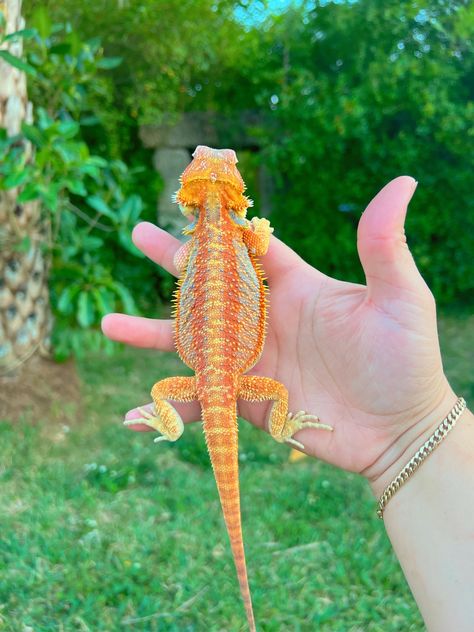 Orange Bearded Dragon, Red Bearded Dragon, Summer Beard, Cute Reptiles, Leopard Gecko, September 2022, Bearded Dragon, Baby Birth, Lizards