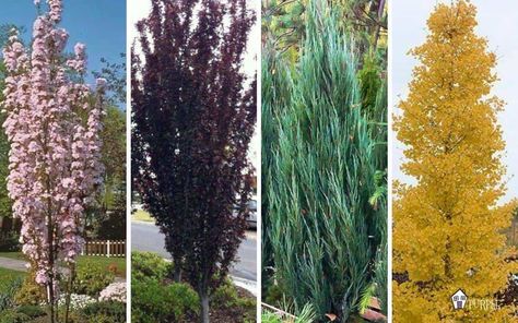 Narrow Trees for Small Yards that Pack a Punch | Pretty Purple Door Ornamental Trees Landscaping, Narrow Trees, Evergreen Trees For Privacy, Pretty Punch, Moderne Have, Trees For Front Yard, Long Blooming Perennials, Small Yard Landscaping, Privacy Trees