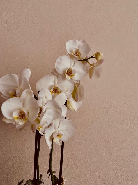 Moth Orchid Aesthetic, Orchid Aesthetic Wallpaper, Orchids Aesthetic, Orchid Aesthetic, Orchid Wallpaper, Flowers Orchids, Moth Orchid, Vanilla Orchid, Aesthetic Colors