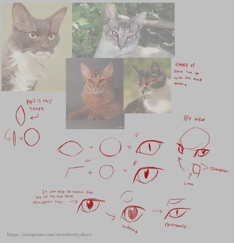 Wc Drawing, Unusual Animal Friendships, Animal Friendships, Eye Study, Cat References, Cat Drawing Tutorial, Cats Art Drawing, Cat Anatomy, Warrior Cat Drawings