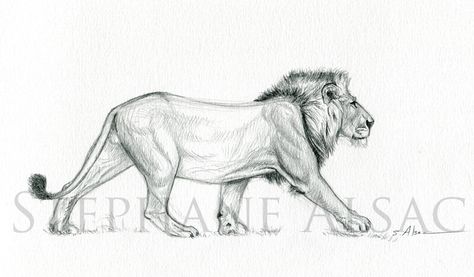 potential lion Prowling Lion Tattoo, Full Body Lion Drawing, Lion Walking Drawing, Walking Lion Tattoo, Lion Walking Tattoo, Lion Drawings, Walking Lion, Lion Walking, Geometric Lion Tattoo