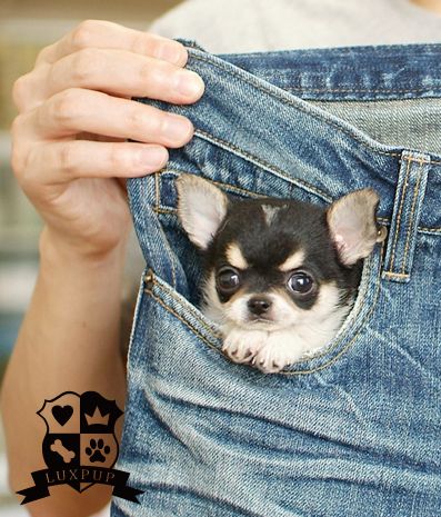 Pocket Puppy Anjing Chihuahua, Psy Chihuahua, Ras Anjing, Cele Mai Drăguțe Animale, Bulldog Francese, Psy I Szczenięta, Tiny Puppies, Cute Chihuahua, Chihuahua Lover