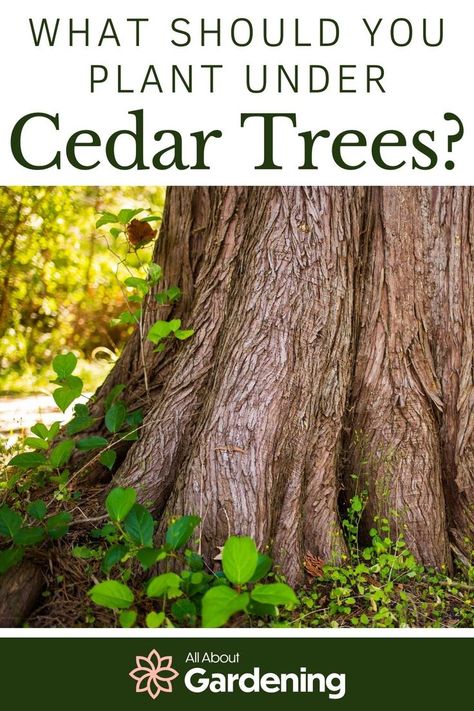 Cedar Landscaping Ideas, What To Plant Under Cedar Trees, Large Backyard Ideas Layout Landscape Design, Deodar Cedar Tree, Cedar Trees Landscaping, Plants That Grow Under Pine Trees, Weeping Alaskan Cedar Landscape, Eastern Red Cedar Tree, Forest Yard