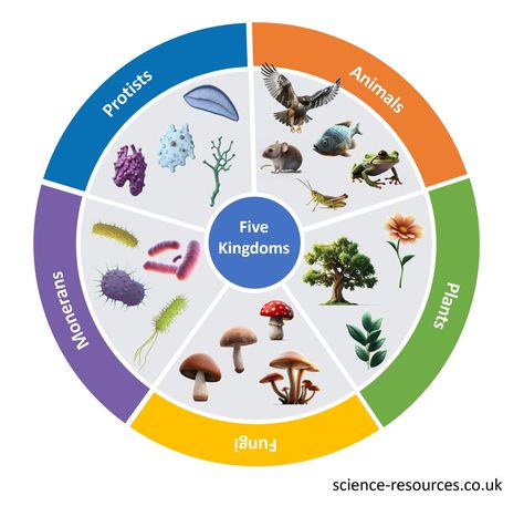 Five Kingdom Classification, Classification Of Living Things, Kingdom Classification, Evolution Of Life On Earth, Biological Classification, Five Kingdoms, Evolution Of Life, Prokaryotic Cell, Biology Projects