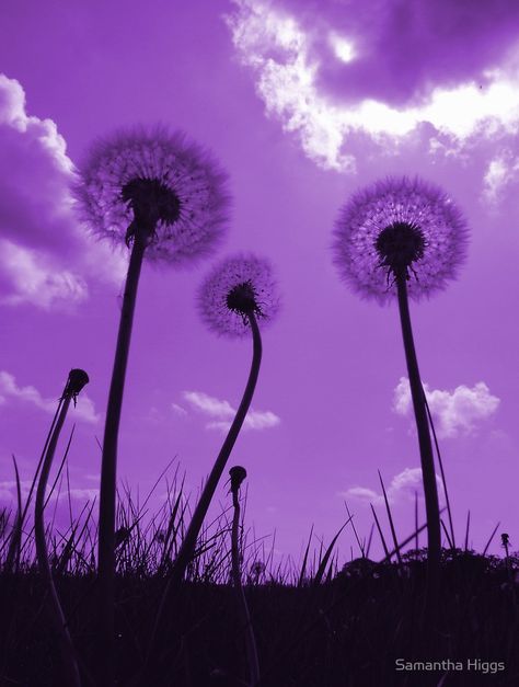 Dandelions in Purple by Samantha Higgs Purple People, Purple Stuff, Purple Things, Purple Reign, Purple Love, Purple Sky, All Things Purple, Purple Rain, Purple Aesthetic