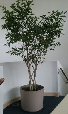 Tree Indoor Plants, Ficus Indoor Plant, Ficus Plant Indoor, Weeping Fig Tree Indoor, House Trees Indoor, Ficus Benjamina Indoor, Big Plants Indoor, Indoor Ficus Tree, Large Indoor Trees