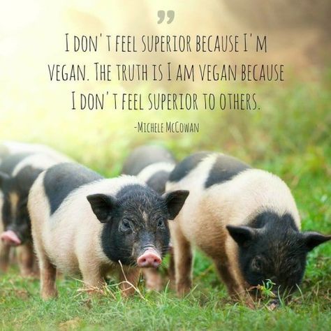 I didn't. I don't. Inspirational Animal Quotes, Animal Rights Quotes, Animal Lover Quotes, Mercy For Animals, Vegan Facts, Animal Activism, Vegan Quotes, Why Vegan, Animal Liberation