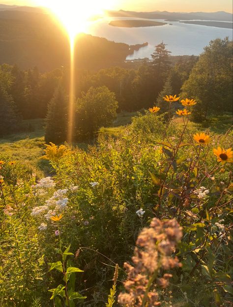 Flowers and Sunset in Rangeley, ME Maine Flowers, Summer Mood, Flower Farm, Mood Board, Maine, Flowers