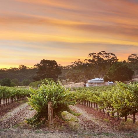 116 Likes, 10 Comments - Pamela Inverarity (@pamelainverarity) on Instagram: “The sunset was pretty nice last night. Clare Valley. . #clarevalleysa #clarevalley #vineyard…” Unique Airbnb, Australian Landscapes, Clare Valley, South Australia, The Sunset, Wine Country, Last Night, Landscape Photography, Country Roads