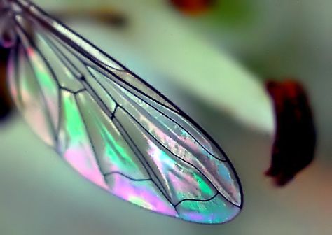 iridescence                                                                                                                                                      More Insect Wings Aesthetic, Dragon Fly Wings, Wings Aesthetic, Fairy Oak, Artemis Fowl, Insect Wings, Dragonfly Wings, Dragonfly Tattoo, Fairy Wings