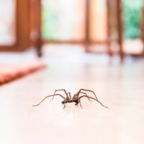 Killing Spiders, Natural Spider Repellant, Hedge Apples, Spiders Repellent, Scared Of Spiders, Types Of Spiders, Get Rid Of Spiders, Spider Species, House Spider