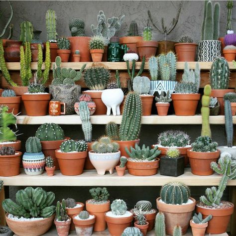 Cactus y Suculentas Plant Shelving, Kaktus Dan Sukulen, Merchandising Ideas, Cactus Photography, نباتات منزلية, Cactus Wall, Plants Are Friends, Cactus Decor, Agaves