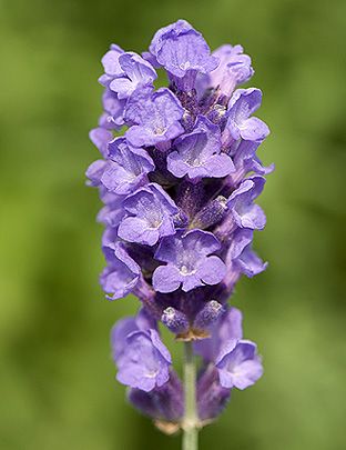 Lavender Reference, Flower Anatomy, Lavender Nursery, Lavender Plants, Rosemary Plant, Smelling Flowers, Future Wallpaper, English Lavender, Lavender Flower