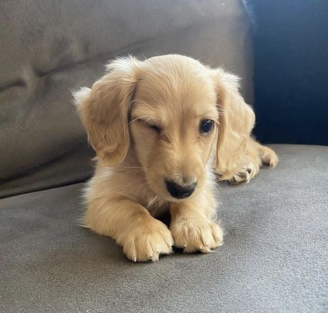 Funny Pics Of Dogs, Golden Dachshund, Blonde Dachshund, Weiner Dog Puppies, English Cream Dachshund, Pics Of Dogs, Sausage Dog Puppy, Cream Dachshund, Daschund Puppies