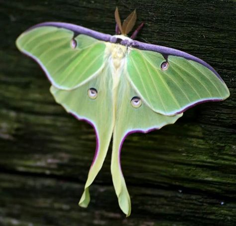 Luna moth Luna Moth Tattoo, Lunar Moth, Moth Art, Moth Tattoo, Great Plains, Luna Moth, Insect Art, Reptiles And Amphibians, Go For It