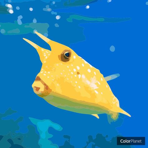 Cow Fish, Oil Painting App, Fish Pictures, Poster Color Painting, Fish Drawing, Yellow Fish, Painting Video, Sea Slug, Fish Drawings