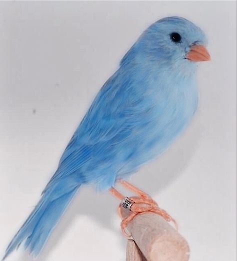 Red Canary, Blue Canary, Canary Birds, Straw Bales, Blue Buffalo, Drawing Challenge, Beautiful Birds, Cute Animals, Birds