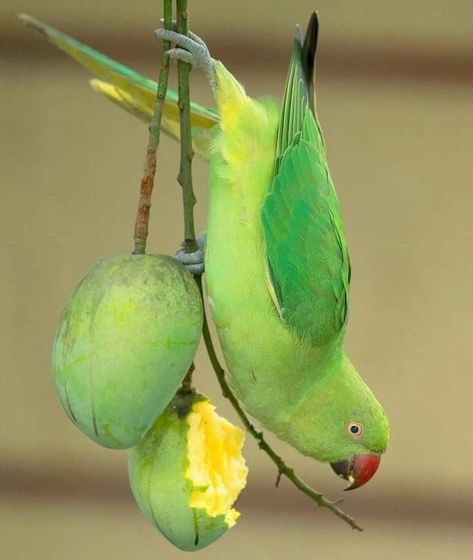 Parrot Eating Fruit, Indian Parrot, Parrot Photography, Eating Mango, Painting Parrot, Parrot Craft, Parrot Tattoo, Parrot Drawing, Art Amour