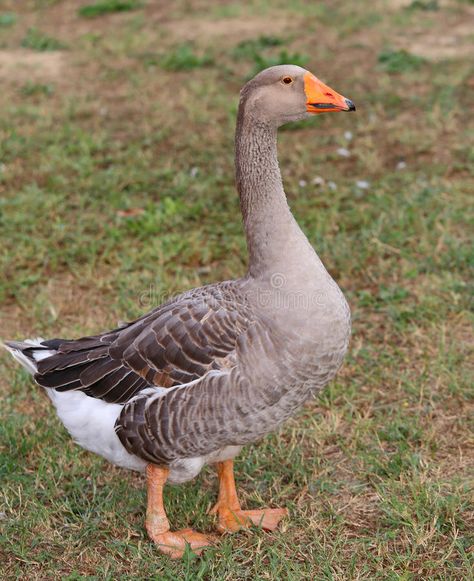 Greylag Goose, British Birds, Photo Composition, Animal Farm, Fish Art, Creative Photos, Farm Animal, Air Dry Clay, Botanical Illustration