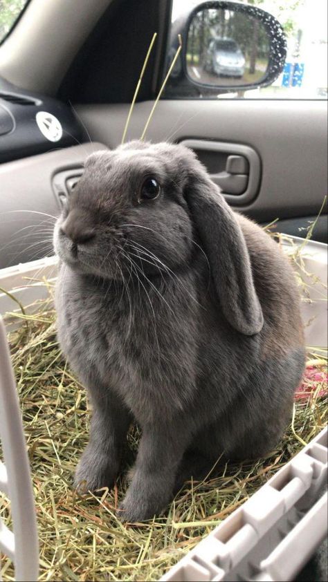 Bunny Stuff, Streamer Dr, Bun Bun, Rabbit Lover, Welcome To The Family, Animal Photos, Cute Animal Photos, 5 Months, Rodents