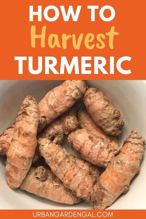 Harvesting turmeric Grow Turmeric From Root, When To Harvest Turmeric, Tumeric Plants, Container Herbs, Planting Ginger Root, Planting Ginger, Growing Turmeric, Dirt Therapy, Grow Turmeric