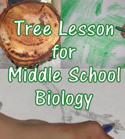 Fun hands-on Christian middle school biology lesson on trees in 55 minutes - study tree rings, sketch a branch, and more - A Beka Science Order & Design Grade 7 - Use with your class, homeschool, after-school program, or co-op! Rings Sketch, Food Web Worksheet, Weather Experiments, School Biology, Science Textbook, High School Activities, High School Biology, Middle School Lessons, Tree Study