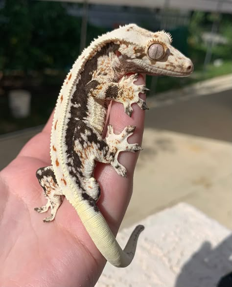 Pet Crested Gecko, Eyelash Crested Gecko, Lily White Crested Gecko, Crested Gecko Morph Chart, Crested Gecko Cute, Crested Gecko Drawing, Crested Gecko Terrarium, Cute Crested Gecko, Crested Gecko Morphs