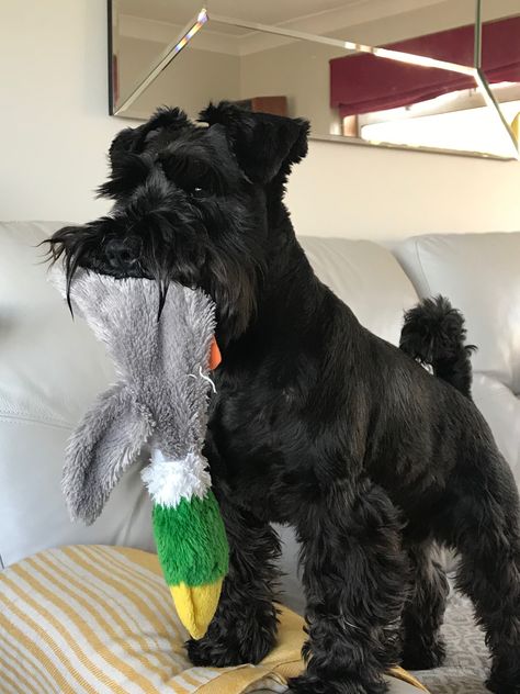 Black Mini Schnauzer Puppy, Schnauzer Haircut Hairstyles, Cute Dog Aesthetic, Black Mini Schnauzer, Black Miniature Schnauzer, Dog Easter Basket, Schnauzer Cut, Miniature Dog Breeds, Schnauzer Breed