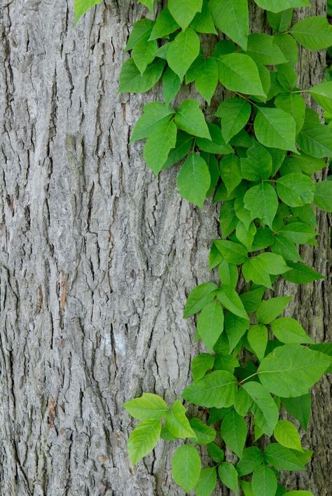 Why poison ivy is an unlikely climate change winner Poison Ivy Plant, Poison Ivy Leaves, Poison Ivy Plants, United States Botanic Garden, Ivy Plant, Virginia Creeper, Desert Environment, History Magazine, Canada Photos