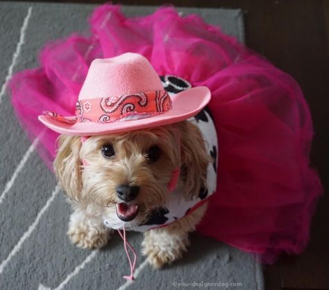 Cowgirl - Halloween Costumes for Dogs - YourDesignerDog Cowgirl Dog Costume, Barbie Dog Costume, Cute Halloween Costumes For Dogs, Cow Girls Halloween Costumes, Royalty Costume, Girl Dog Costumes, Halloween Costumes Cowgirl, Cute Dog Halloween Costumes, Halloween Costumes For Dogs