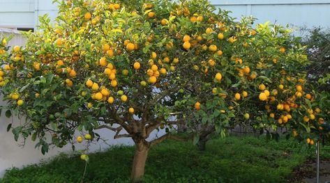 Epsom Salt For Plants, Small Fruit Trees, Fruit Growing, Meyer Lemon Tree, How To Grow Lemon, Apricot Tree, Citrus Plant, California Garden, Patio Plants