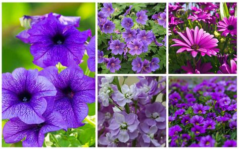 The color purple is a rare color to occur in nature, a combination of calming blue and fiery red. This may be one of the reasons that purple flowers are so adored by gardeners everywhere. The color is known for its ability to have a calming effect that uplifts the spirits and nourishing sense of […] Purple Annual Flowers, Purple Annuals, Lilac Shades, Shade Annuals, Alyssum Flowers, Purple Flowers Garden, Plant Names, Shade Garden Plants, The Color Purple