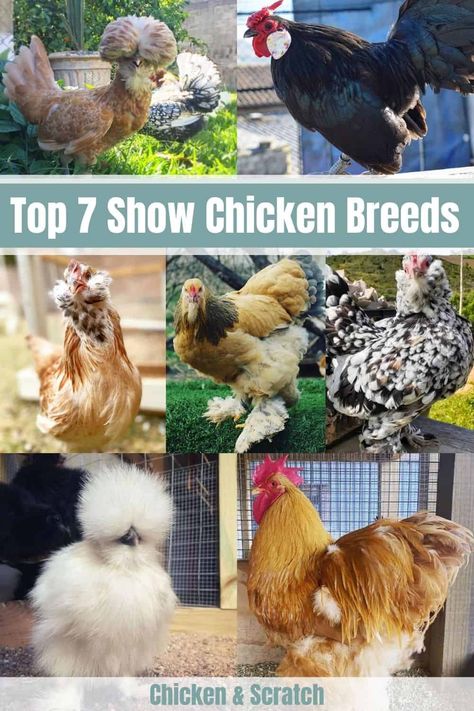 7 Stunning Show Chicken Breeds: Best Fowls for Showmanship Show Chickens Breeds, Fancy Chickens Breeds, Show Chicken Pens, Pretty Chicken Breeds, Chicken Showmanship, Poultry Showmanship, Big Chicken Breeds, Friendly Chicken Breeds, Chicken Showing