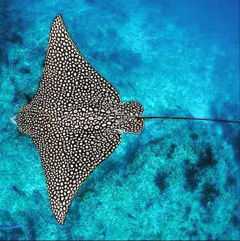 Spotted Eagle Ray Tattoo, Ray Tattoo Design, Eagle Ray Tattoo, Ocean Theme Tattoos, Trips With Kids, Stingray Tattoo, Spotted Eagle Ray, Ray Tattoo, Leopard Shark