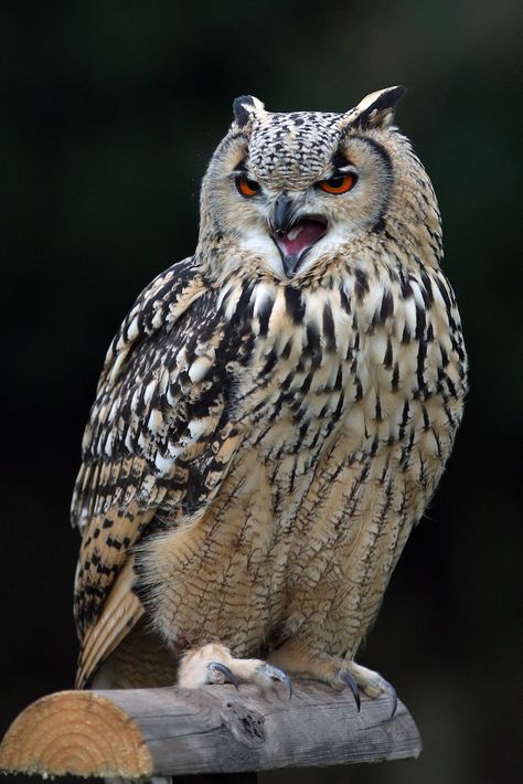 Valedictorian Speech, Angry Owl, Beautiful Owls, Awesome Owls, Nocturnal Birds, Burrowing Owl, Barred Owl, Owl Photos, Hoot Owl