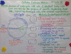 Mrs. Paul - Biology: Biology 2016-2017 Charts/Notes Macromolecules Biology, Protein Biology, Biology Jokes, Biochemistry Notes, Biology Memes, Biology Diagrams, Biology College, Photosynthesis And Cellular Respiration, Biology Humor