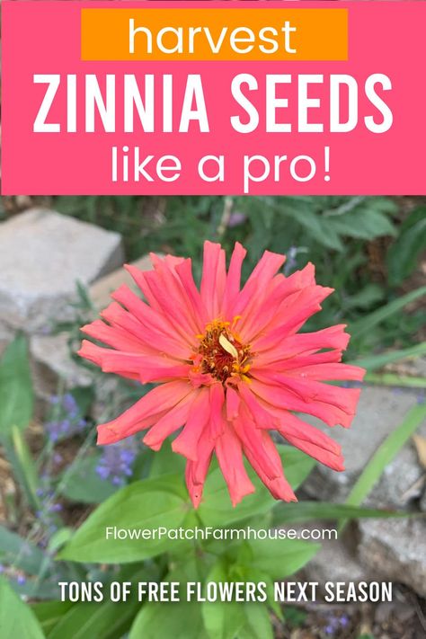 Zinnia Seeds, Zinnia Garden, Backyard Garden Landscape, Zinnia Flowers, Gardening Hacks, Seed Saving, Cut Flower Garden, Plant Cuttings, Growing Seeds