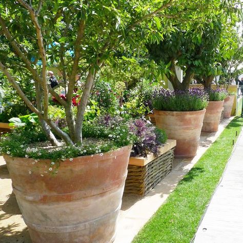 Pots In Garden Ideas, Trees In Large Pots, Grouped Potted Plants, Large Terracotta Pots Garden, Terracotta Pot Garden Ideas, Terracotta Container Garden, Large Patio Pots Outdoor Planters, Patio Plant Pots, Plants In Terracotta Pots