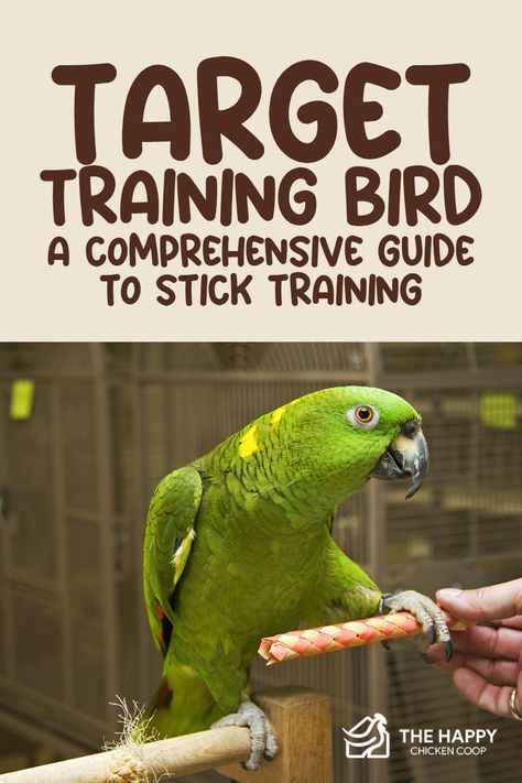 Target training bird is one of the best ways to tame avian creatures and get accustomed to moving without coercion or touching them. Bird Training, Bird Tricks, Cockatiel Care, Conure Bird, Pet Bird Cage, Conure Parrots, Amazon Parrot, What Is A Bird, African Grey Parrot