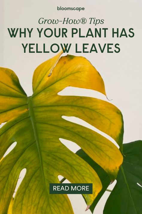 If your plant has yellow leaves, there could be a few things causing the issue. The Grow-How® Team is here to help! We understand how concerning it can be when your plant’s leaves are turning yellow, so we’d love to help you work through what could be causing the issue and how you get your plant back on the right track. Yellowing Leaves On Plants, Plant Problems Leaves, Yellow Leaves On Plants, Plant Leaves Turning Yellow, Leaves Meaning, Plant Shed, Yellow Plants, Philodendron Plant, Plant Pests