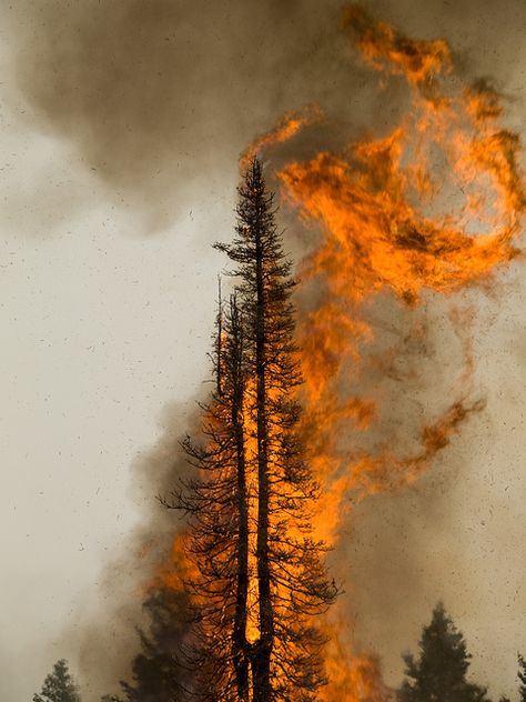 The Springs Fire, Banks-Garden Valley, Idaho, Boise National Forest, August 12, 2012 Forest Fire Aesthetic, Forest Fire Tattoo, Forest Pollution, Wildfire Tattoo, Forest Fire Art, Walking Through Fire, Tree On Fire, Idaho Boise, Burning Tree