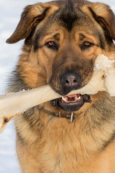 Why Dogs Like Bones #dogbones #dogbehavior #whydogs #puppreferences Golden Retriever Tattoo, Bones For Dogs, Retriever Tattoo, Bone Drawing, 2d Platformer, Dog Minding, Dog Heart, Good Bones, Dog Bones